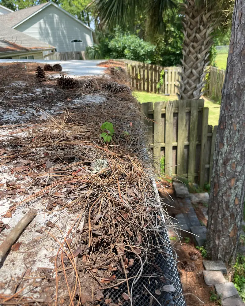 Gutter packed with pine needles and debris before cleaning